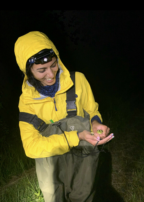 Mauna Dasari in June 2022 in Pennsylvania holding a female bull frog as part of her postdoctoral research. (Animals were handled with proper scientific collection permits from the state of Pennsylvania and under IACUC protocols filed with the University of Pittsburgh.)