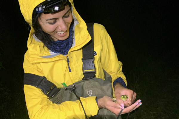 Mauna Dasari in June 2022 in Pennsylvania holding a female bull frog as part of her postdoctoral research. (Animals were handled with proper scientific collection permits from the state of Pennsylvania and under IACUC protocols filed with the University of Pittsburgh.)