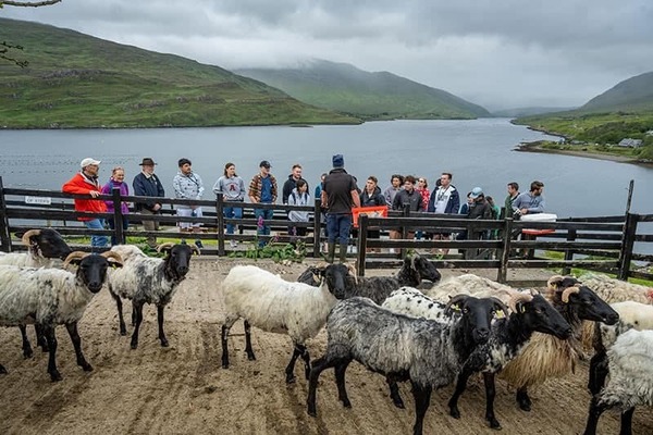 Man surrounded by sheep instructs a group of students outside in Ireland.